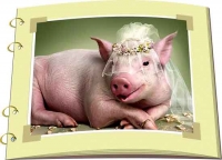 Аномалии поведения свиней