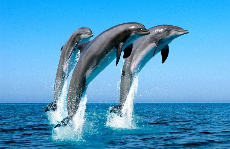 Эти удивительные дельфины